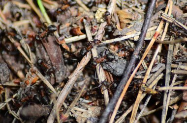 Karınca yürüyüş