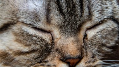 Genç, çılgın, şaşkın kedi gözlerini kapadı. Amerikan kısaltması şaşırmış kedi ya da kedi yavrusu komik suratlı koca gözlü. Genç kedi şaşırmış ve korkmuş görünüyor. Duygusal açıdan şaşırmış, koca gözlü kedi yavrusu.