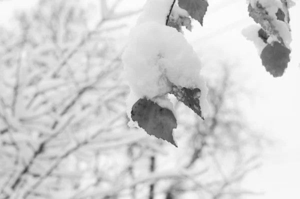 Inverno neve ramos de árvore em um fundo azul céu — Fotografia de Stock