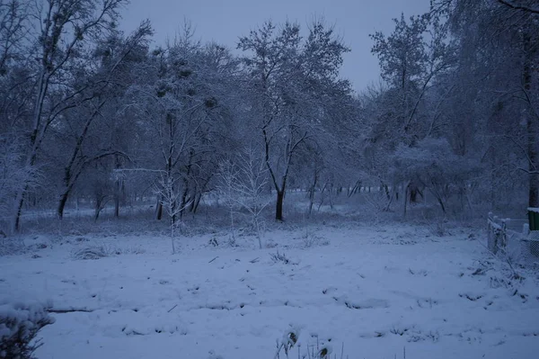 Noël fond d'hiver avec neige et bokeh.Merry de Noël et bonne année carte de vœux avec copie-espace . — Photo