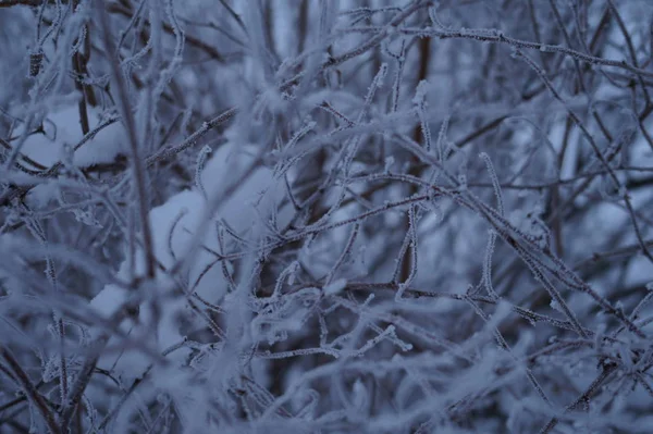 Abstrakter Winterhintergrund Mit Flauschigem Schnee Auf Ästen Nahaufnahme — Stockfoto
