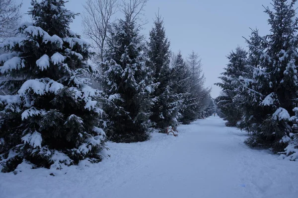 Nebelige Winterlandschaft mit Tannen — Stockfoto