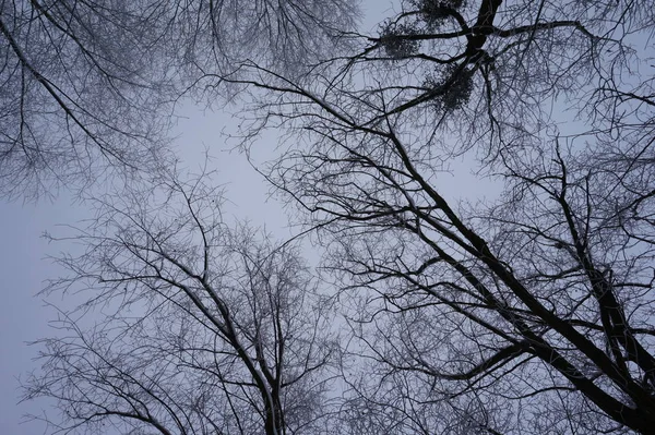 나무로 된 빈 공간 과 겨울 풍경 — 스톡 사진