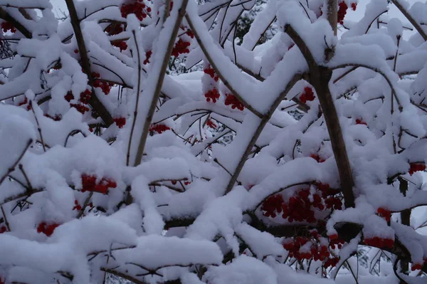 stock image forest in the frost. Winter landscape. Snow covered trees.