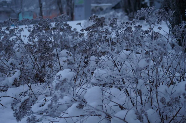 Beau Paysage Hivernal Avec Des Arbres Enneigés — Photo