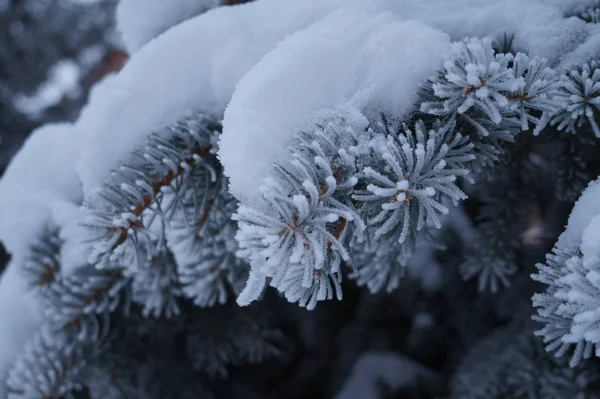 Abstraction, gel sur aiguilles d'épinette — Photo