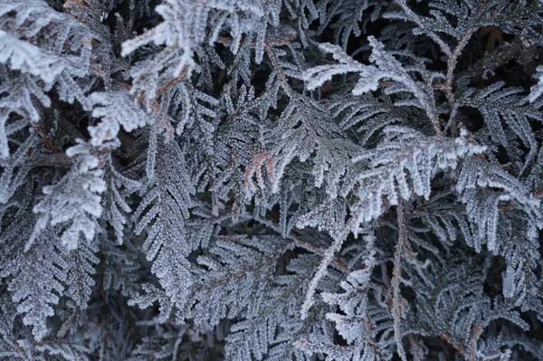 Fond d'hiver abstrait avec de la neige duveteuse, des flocons de neige et des aiguilles sur les branches de gros plans d'épinette — Photo