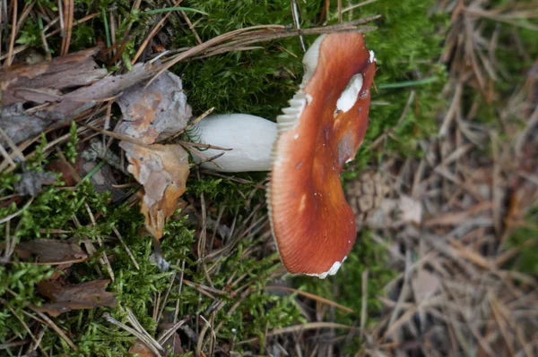 Closeup Shot Mushroom Growing Ground — Stock Photo, Image