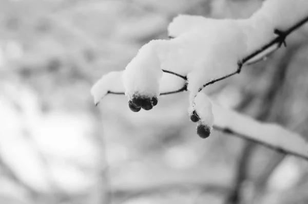 Zima Śnieg Gałęzie Drzewa Tle Błękitnego Nieba — Zdjęcie stockowe