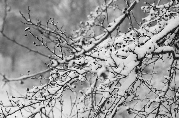 Winter sneeuw takken van boom op een blauwe hemelachtergrond — Stockfoto