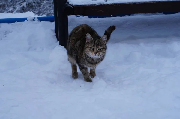 Hauskatze auf Schnee — Stockfoto