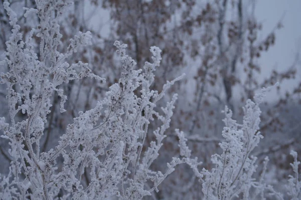 Troncs d'arbres dans le paysage forestier. Contexte de composition abstrait avec des lignes minimales en hiver — Photo