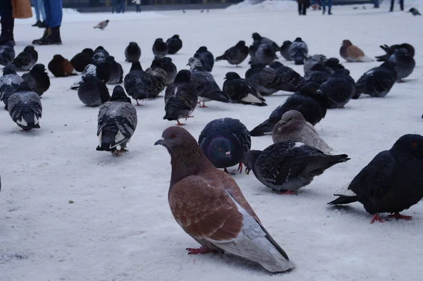 Pigeons in snow — Stock Photo, Image