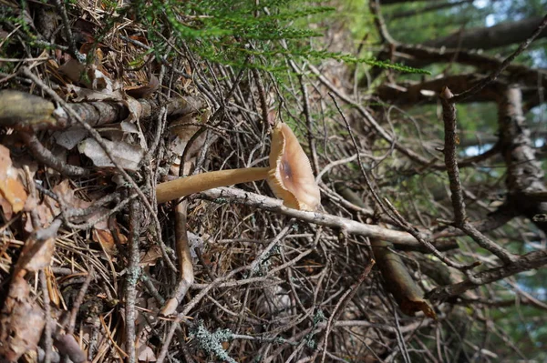 Closeup Shot Mushroom Growing Ground — Stock Photo, Image