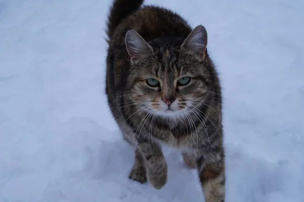 Domácí kočka na sněhu — Stock fotografie