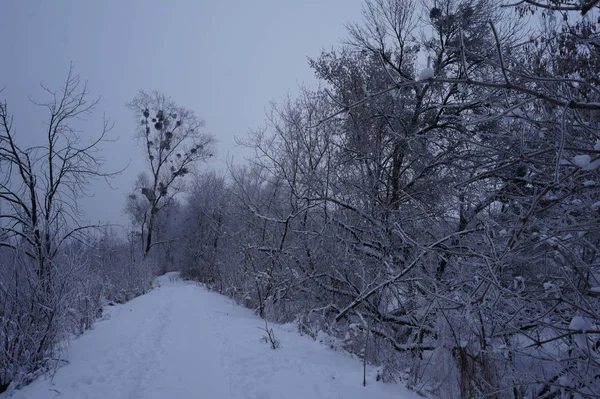 Nebelige Winterlandschaft mit Tannen — Stockfoto