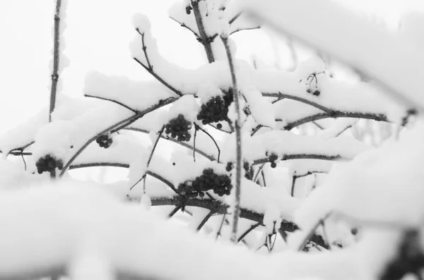 Zima śnieg gałęzie drzewa na tle błękitnego nieba — Zdjęcie stockowe