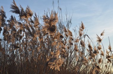 Amerikan midwest çayır üzerinde tüy Reed çim alan sonbaharda sallanan