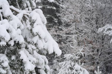 karlı kış manzara