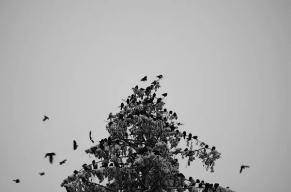 Corbeau regardant par-dessus l'épaule — Photo