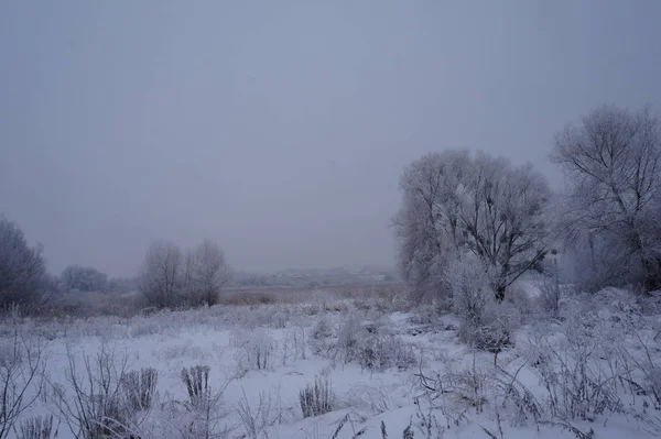 宅里的雪景。冬天的森林与天空。美丽的自然背景与雪覆盖树木 — 图库照片