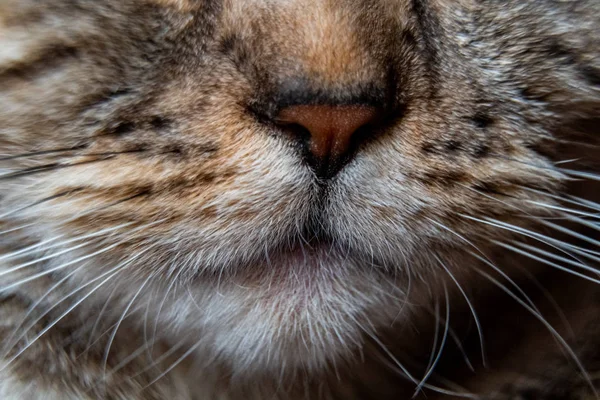 Jonge gekke verbaasd kat maken grote ogen close-up. Amerikaanse steno verrast kat of kitten grappig gezicht grote ogen. Jonge kat die verrast en bang kijkt. Emotioneel verrast breed oog kitten thuis — Stockfoto