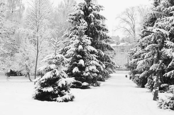 Neve inverno paisagem . — Fotografia de Stock