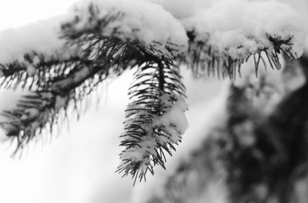 푸른 하늘 배경에 나무의 겨울 눈 가지 — 스톡 사진