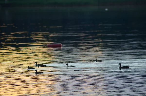 Mnoho kachen na jezeře při západu slunce. — Stock fotografie