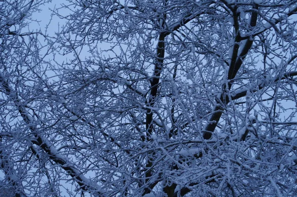 Tronchi d'albero nel paesaggio forestale. Composizione astratta sfondo con linee minimali in inverno — Foto Stock