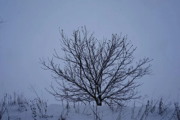 Streszczenie Tło Zima Puszysty Śnieg Płatki Śniegu Igieł Gałęzi Świerka — Zdjęcie stockowe