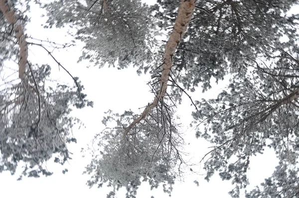 Kronenbäume. untere Ansicht — Stockfoto