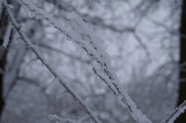 Ramo d'albero ghiacciato in inverno. vista con gelo. Fotografato in primo piano — Foto Stock