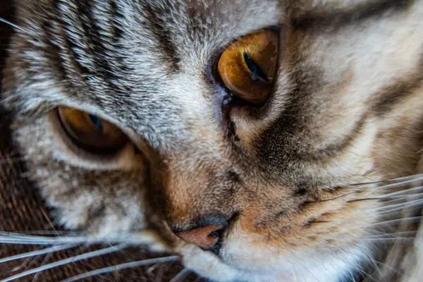 Fiatal őrült meglepett macska csinál nagy szem közelkép. Amerikai Gyorsírás meglepett macska vagy cica vicces arc nagy szemek. A fiatal macska meglepettnek és ijedtnek tűnik. Érzelmi meglepetés széles nagy szem cica otthon — Stock Fotó
