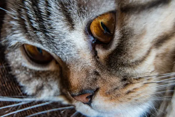 Jovem gato surpreso louco fazer grandes olhos closeup. O shorthair americano surpreendeu o gato ou o gatinho olhos grandes de cara engraçados. Gato jovem olhando surpreso e assustado. Emocional surpreendido grande olho gatinho em casa — Fotografia de Stock