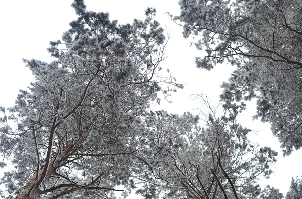 Arbres couronnes. vue du bas — Photo