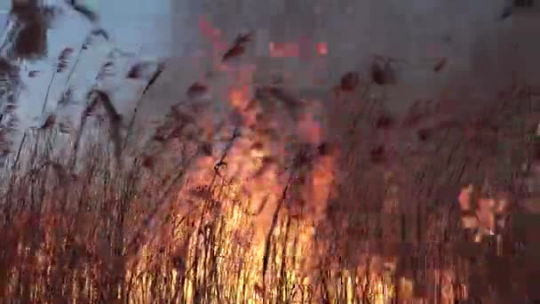 Fire Burning Dry Grass Spring Field — Stock Video