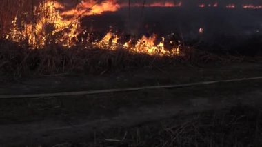 Bataklık Deresi 'nin kıyı şeridi. Liana' nın aşırı büyümesinden çıkan güçlü duman. Kuru sazlıkların bahar ateşi köyün nehir kenarındaki saz tarlaları ve kuru otlarla tehlikeli bir şekilde yaklaştı. Doğal afet.