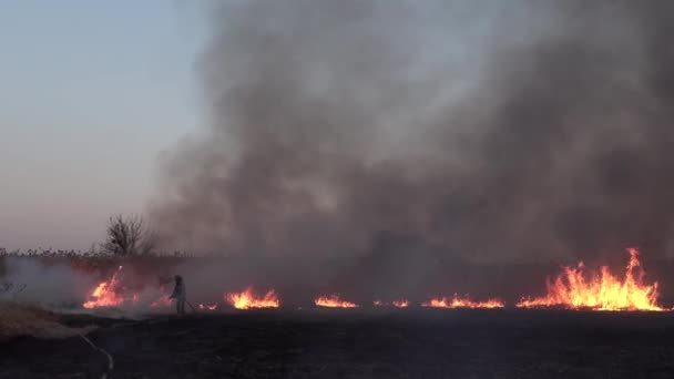 滨海地带的沼泽小河 浓浓的烟尘来自林林林总总的林林林火 干草的春火危险地靠近村庄的房屋 河边是芦苇和干草的净土 自然灾害 — 图库视频影像