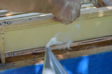 honey bee factory view 