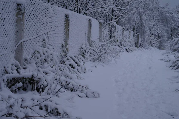 Floresta Geada Paisagem Inverno Neve Árvores Cobertas — Fotografia de Stock