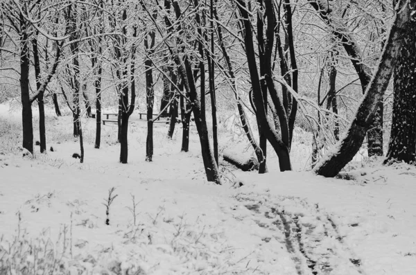 Nieve Paisaje Invierno Cubierta Madera Helada Vista — Foto de Stock