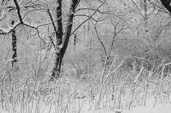 雪景色冬に覆われた森の霜景色 — ストック写真