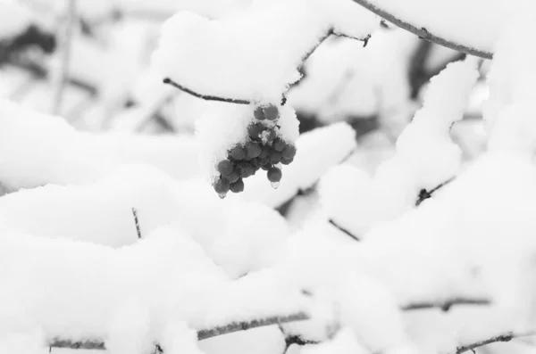 雪景色冬に覆われた森の霜景色 — ストック写真