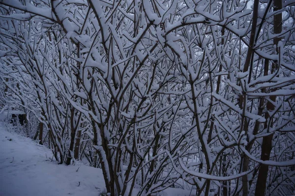 Skog Frosten Vinterlandskap Snötäckta Träd — Stockfoto