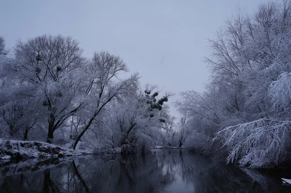 Зимой Река Ветви Деревьев Покрыты Белым Морозом — стоковое фото