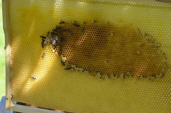 Closeup View Honeycomb Honey Bee — Fotografia de Stock