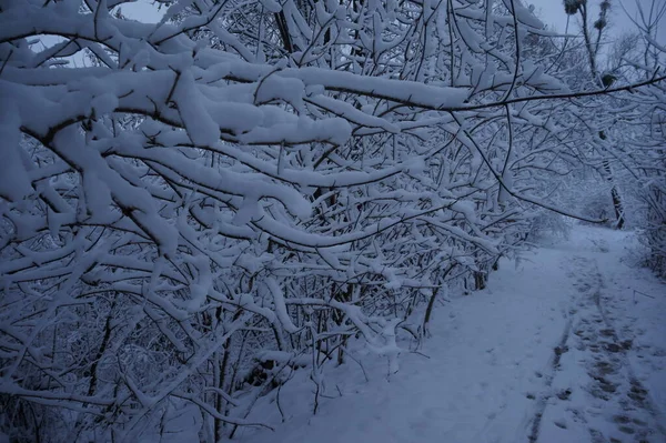 Skog Frosten Vinterlandskap Snötäckta Träd — Stockfoto