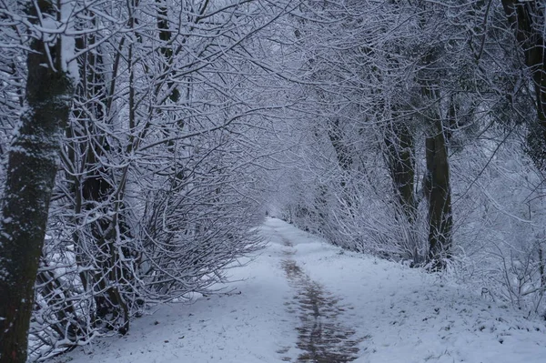 Kerst Winter Achtergrond Met Sneeuw Wazig Bokeh Merry Kerst Gelukkig — Stockfoto