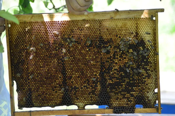 Closeup Μιας Μέλισσας Που Εργάζονται Ένα Μελισσοκομείο — Φωτογραφία Αρχείου